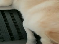 Dog licks my dick 
